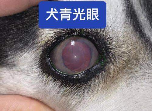 莫衍医生2025年手术价格表（单位：元起）