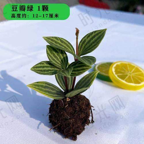 易纯医生技术水平高