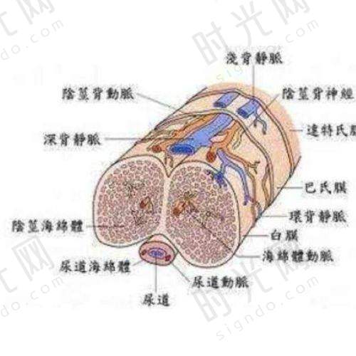 佛山曙光金子医院王栋医生简历
