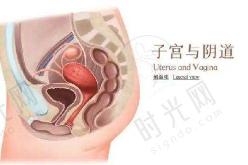 杨紫曦医生执医荣誉