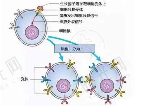 拇指骨折弯不起的3个“危险信号”，出现1个就得马上就医，别拖成“恒久性损伤”