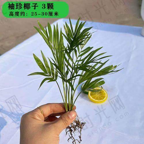 东莞健力口腔医院收费标准诚不欺人医生